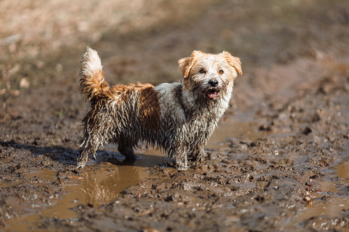 13 Energetic Dog Breeds That Play From Dawn to Dusk 13 Energetic Dog Breeds That Play From Dawn to Dusk