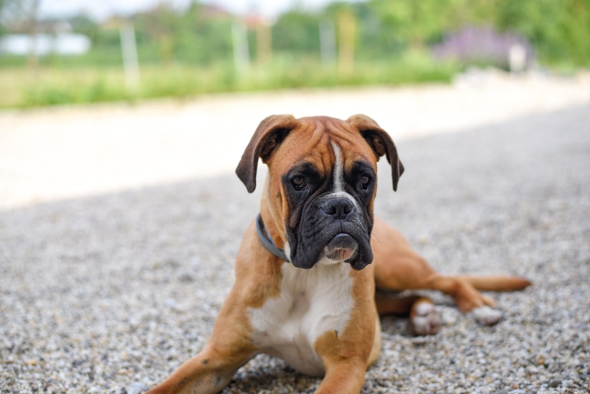 13 Fearless Dog Breeds Built For Boldness 13 Fearless Dog Breeds Built For Boldness