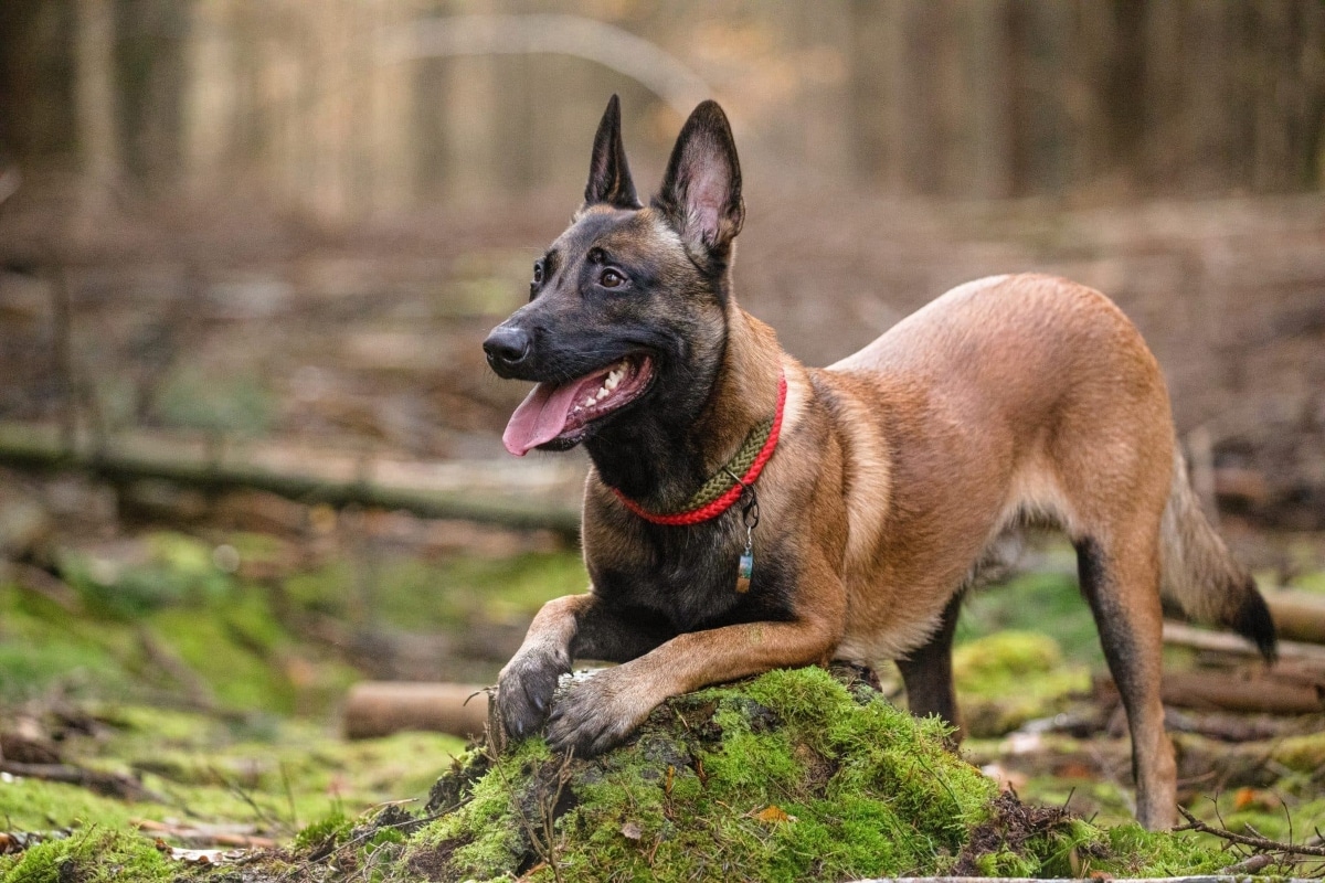 13 Fearless Dog Breeds That Stand Guard Proudly 13 Fearless Dog Breeds That Stand Guard Proudly