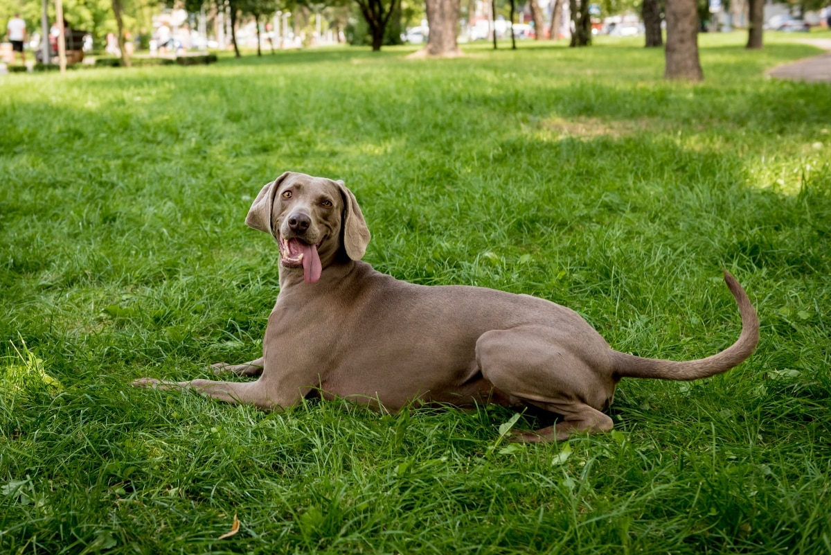 13 Free-Spirited Dog Breeds That Hate Being Tied Down 13 Free-Spirited Dog Breeds That Hate Being Tied Down