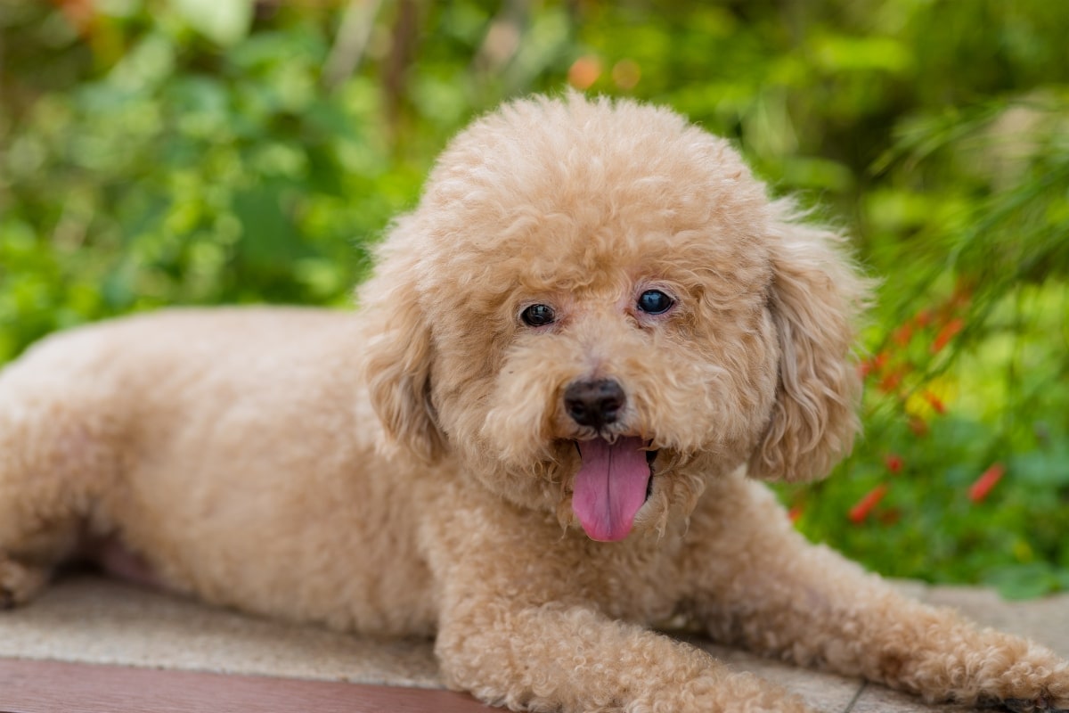 13 Friendly Dog Breeds That Love Everyone 13 Friendly Dog Breeds That Love Everyone