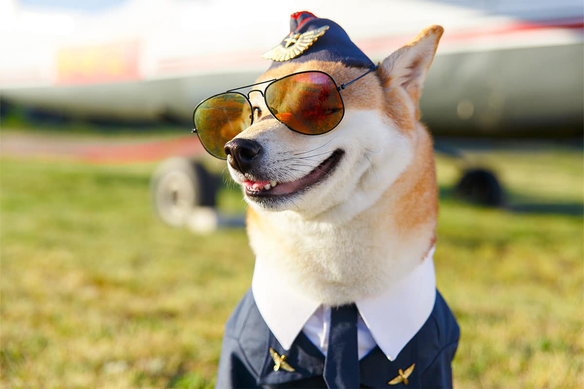 13 Funny Dog Breeds That Make You Laugh 13 Funny Dog Breeds That Make You Laugh