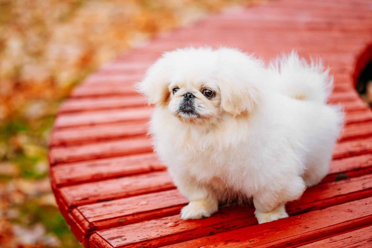 13 Gentle Dog Breeds Perfect For Quiet Homes