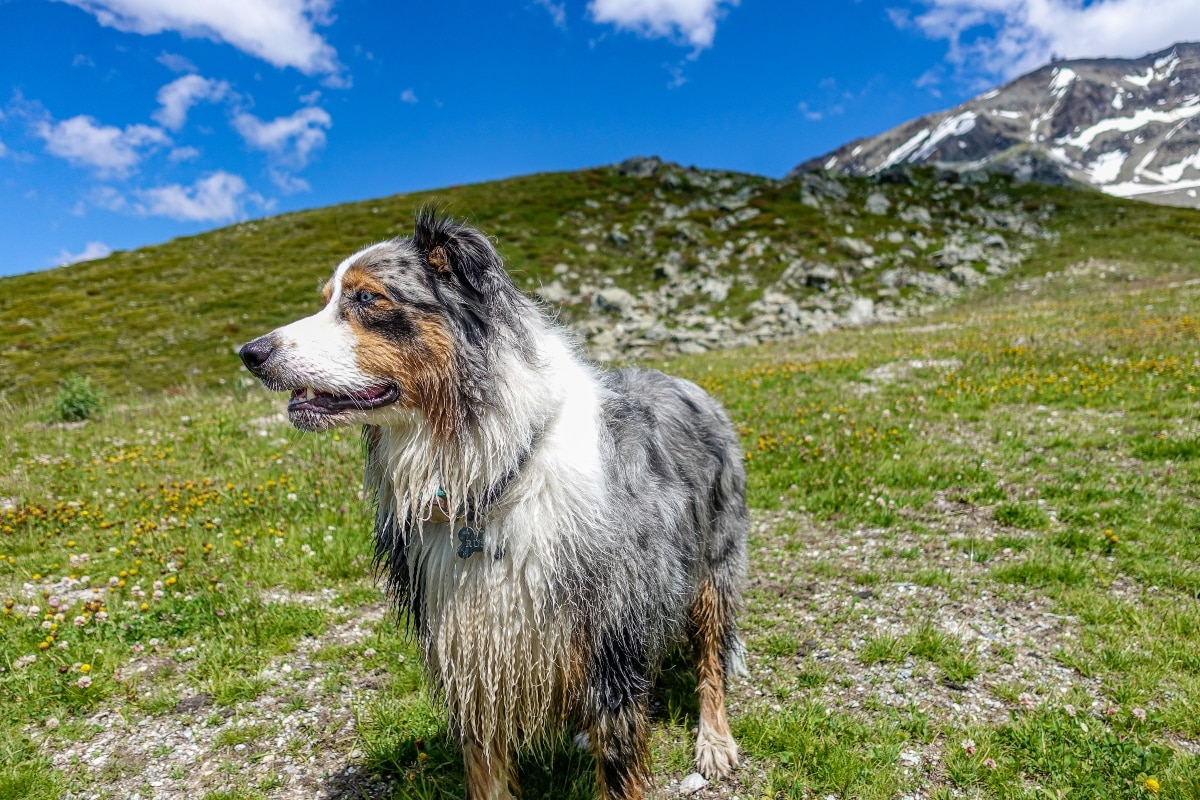 13 Gentle Dog Breeds That Love Big Adventures 13 Gentle Dog Breeds That Love Big Adventures