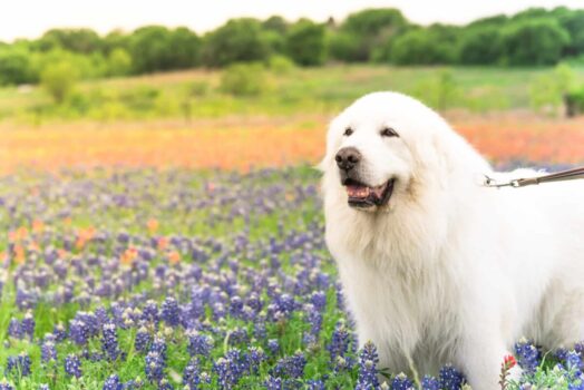 13 Impressive Dog Breeds That Always Draw Stares