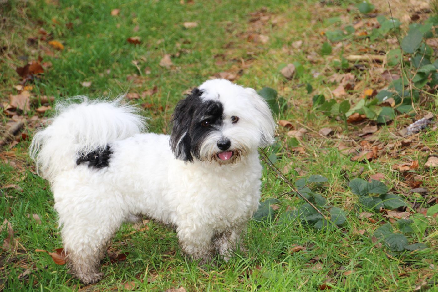 13 Lovely Dog Breeds That Understand Tenderness 13 Lovely Dog Breeds That Understand Tenderness