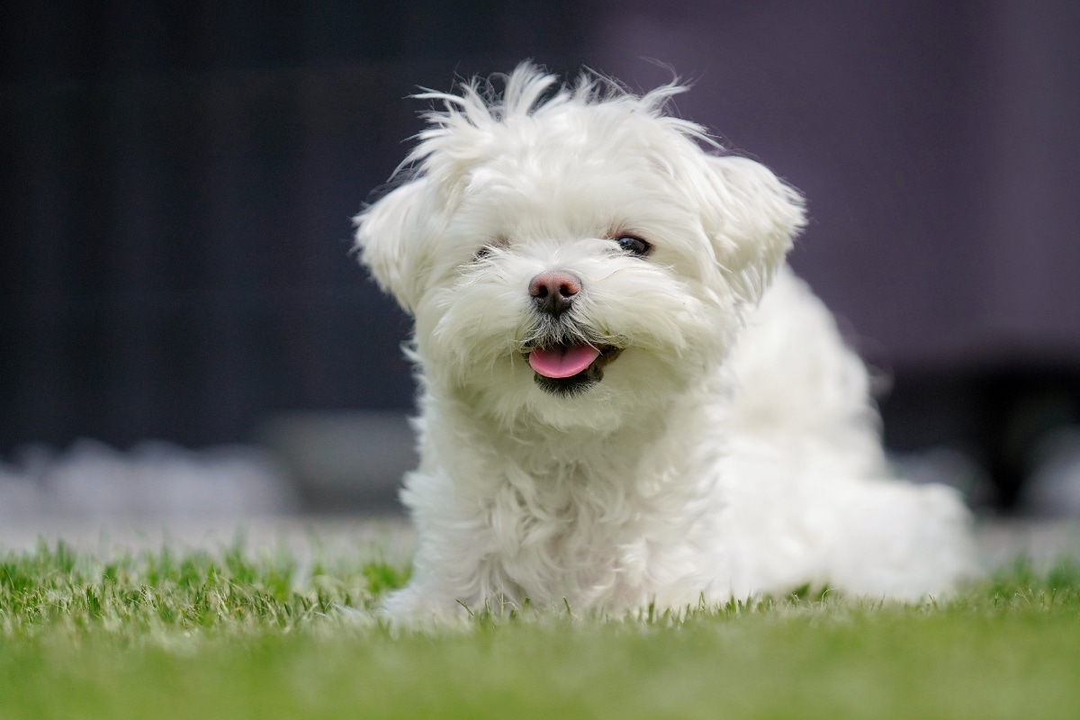 13 Loving Dog Breeds Who’ll Never Leave You Alone
