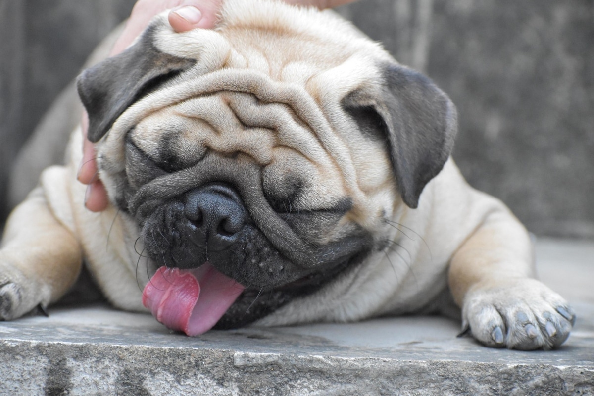13 Loyal Dog Breeds That Are Velcro Dogs At Heart 13 Loyal Dog Breeds That Are Velcro Dogs At Heart