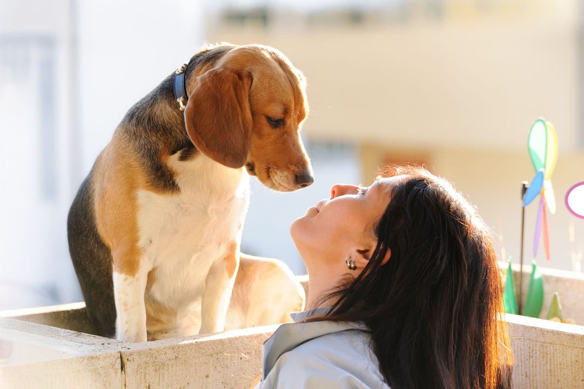 13 Obvious Signs Your Dog Just Gets You 13 Obvious Signs Your Dog Just Gets You