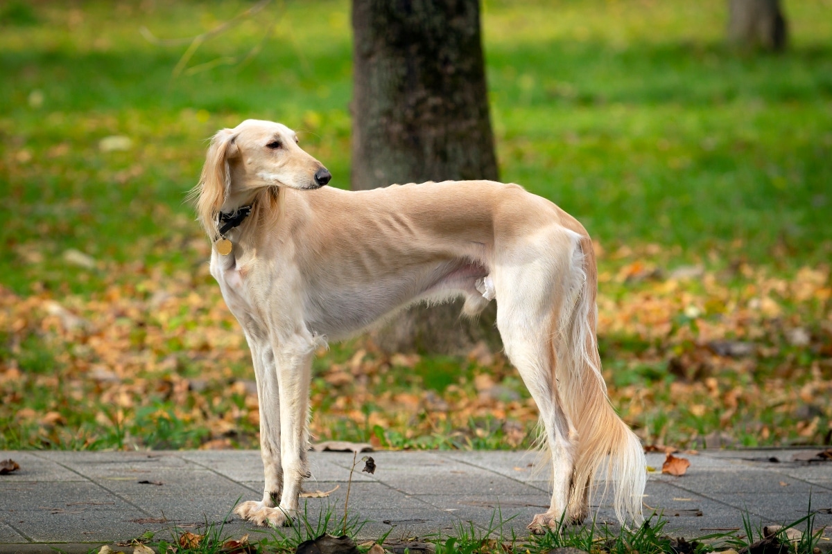 13 Peculiar Dog Breeds With Delightfully Odd Quirks 13 Peculiar Dog Breeds With Delightfully Odd Quirks