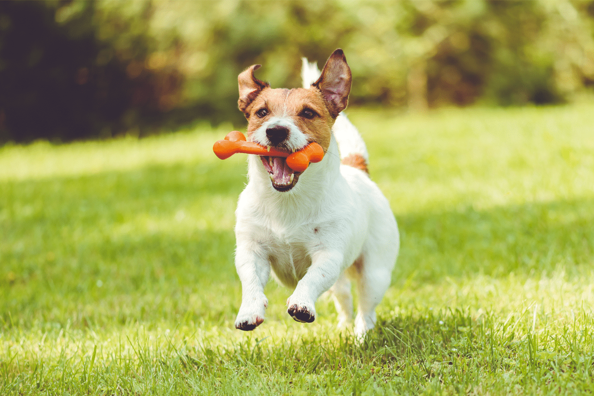13 Reasons Dogs Hide Their Favorite Toys 13 Reasons Dogs Hide Their Favorite Toys