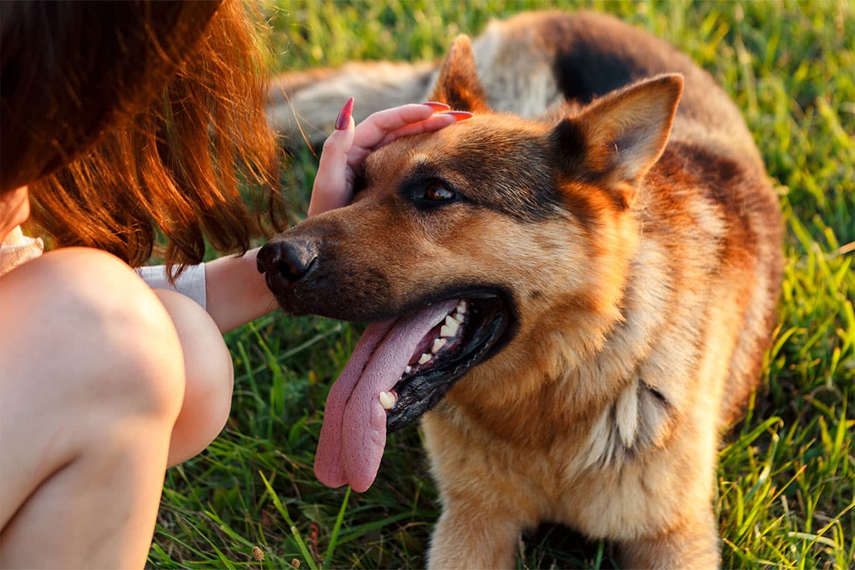 13 Reasons Dogs Tilt Their Heads 13 Reasons Dogs Tilt Their Heads