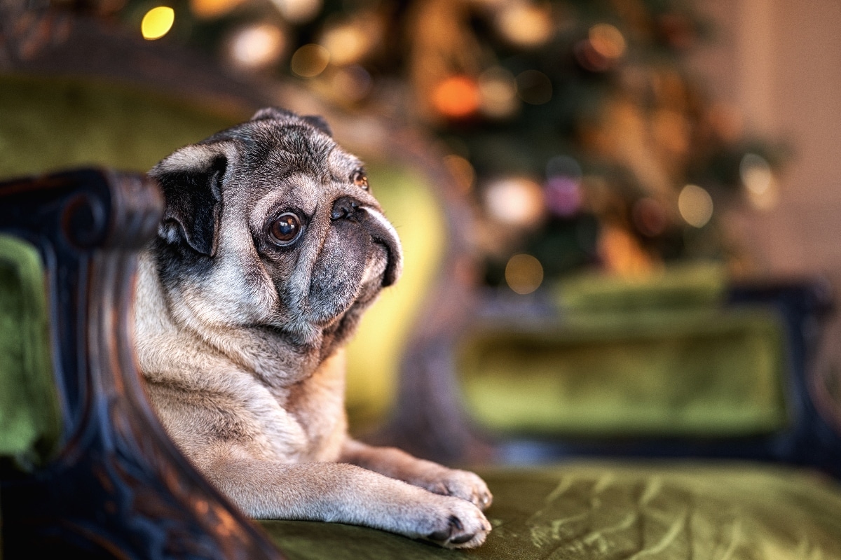 13 Reasons Your Dog Stares Into Your Soul 13 Reasons Your Dog Stares Into Your Soul