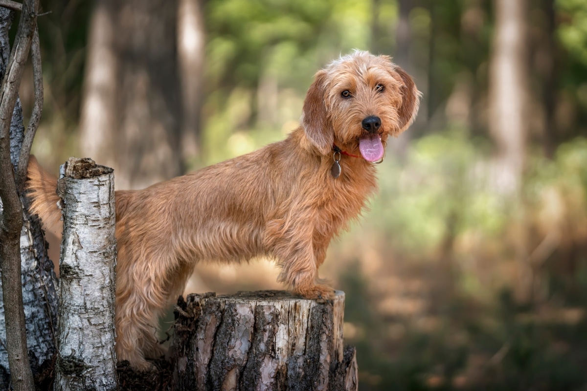 13 Relaxed Dog Breeds That Embrace Slow Living 13 Relaxed Dog Breeds That Embrace Slow Living