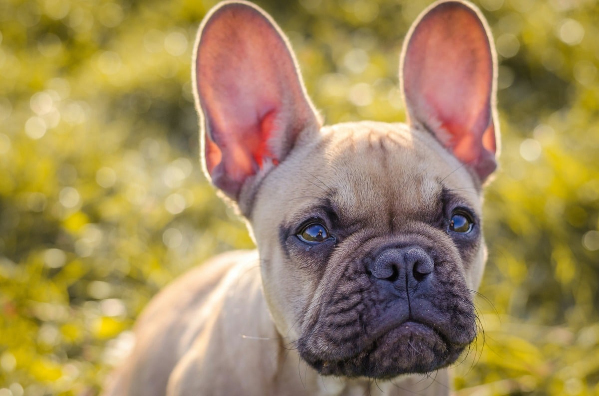 13 Signs Your Dog Is Smarter Than You Realize 13 Signs Your Dog Is Smarter Than You Realize
