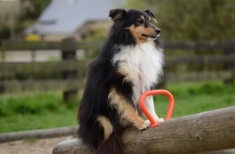 13 Smart Dog Breeds That Are Easy To Train Fast