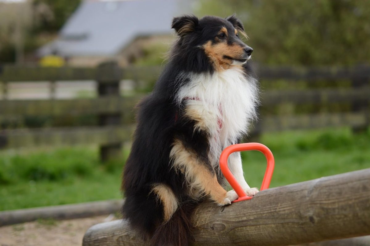 13 Smart Dog Breeds That Are Easy To Train Fast 13 Smart Dog Breeds That Are Easy To Train Fast