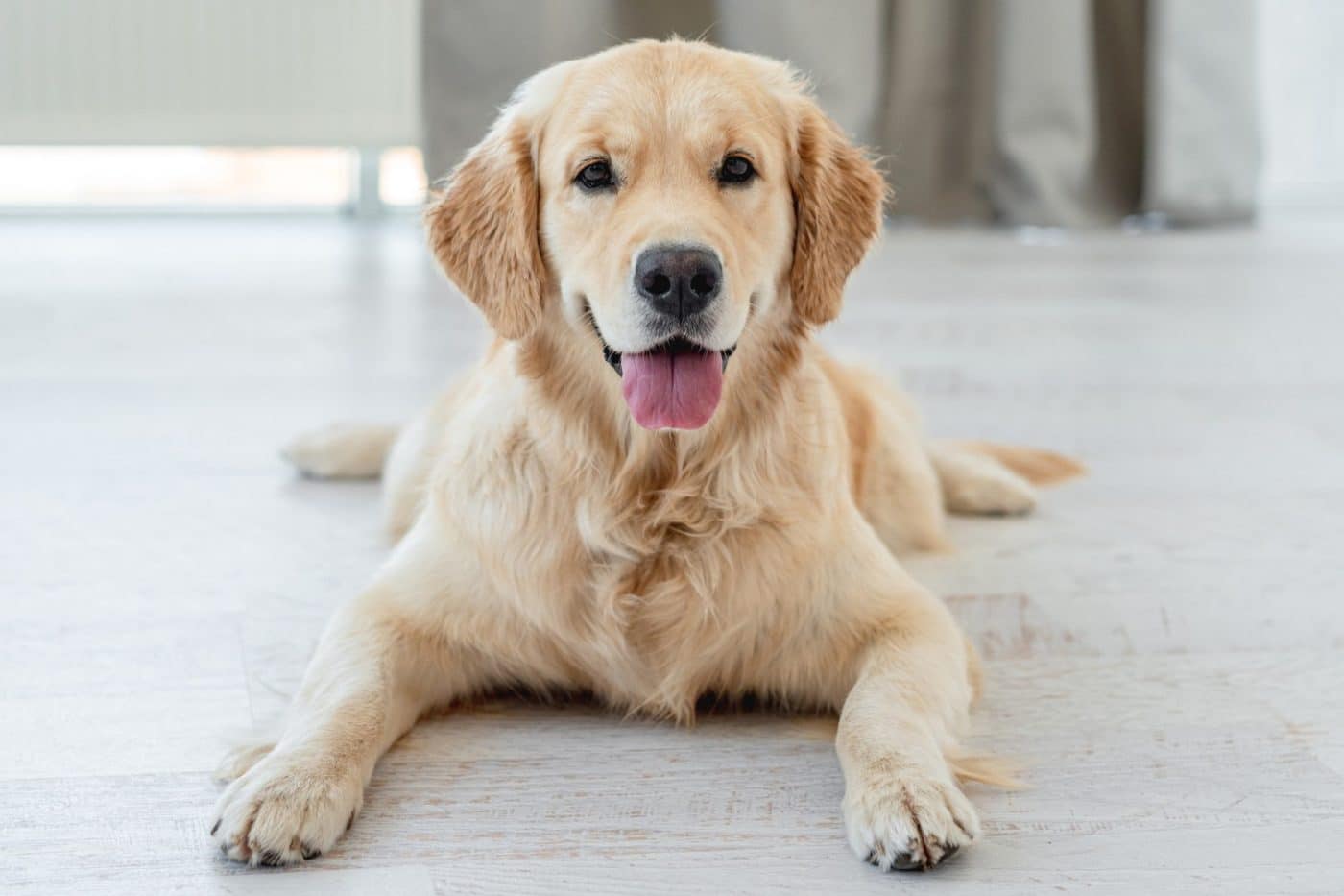 13 Smart Dog Breeds That Love Challenges 13 Smart Dog Breeds That Love Challenges