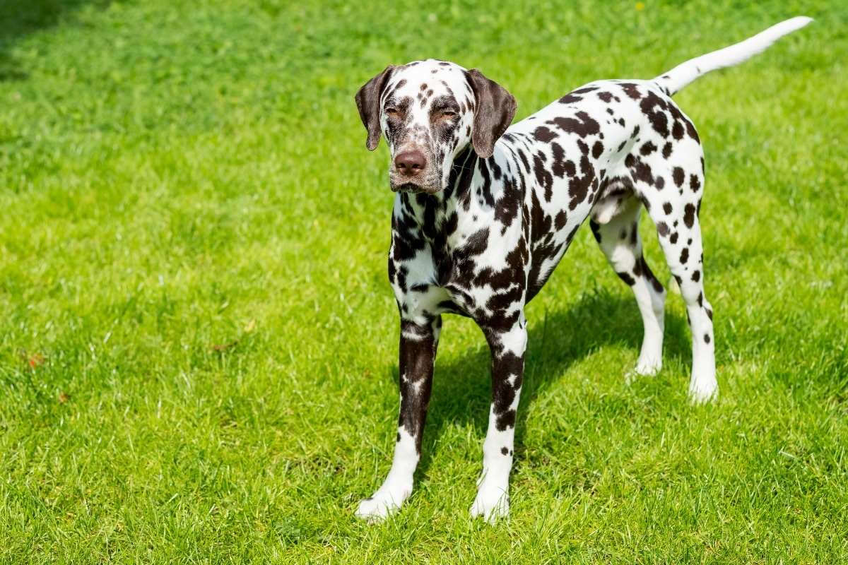 13 Social Dog Breeds That Love a Crowd 13 Social Dog Breeds That Love a Crowd