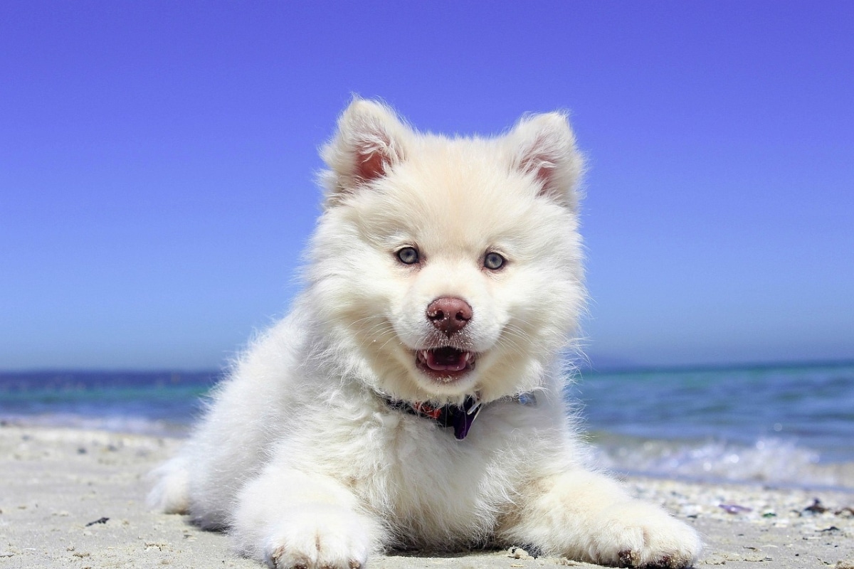 13 Soft-Hearted Dog Breeds That Melt the Toughest Souls 13 Soft-Hearted Dog Breeds That Melt the Toughest Souls