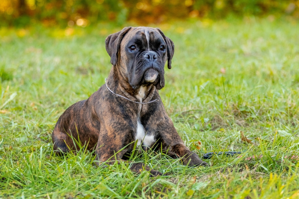 13 Sporty Dog Breeds That Dig Some Competition 13 Sporty Dog Breeds That Dig Some Competition