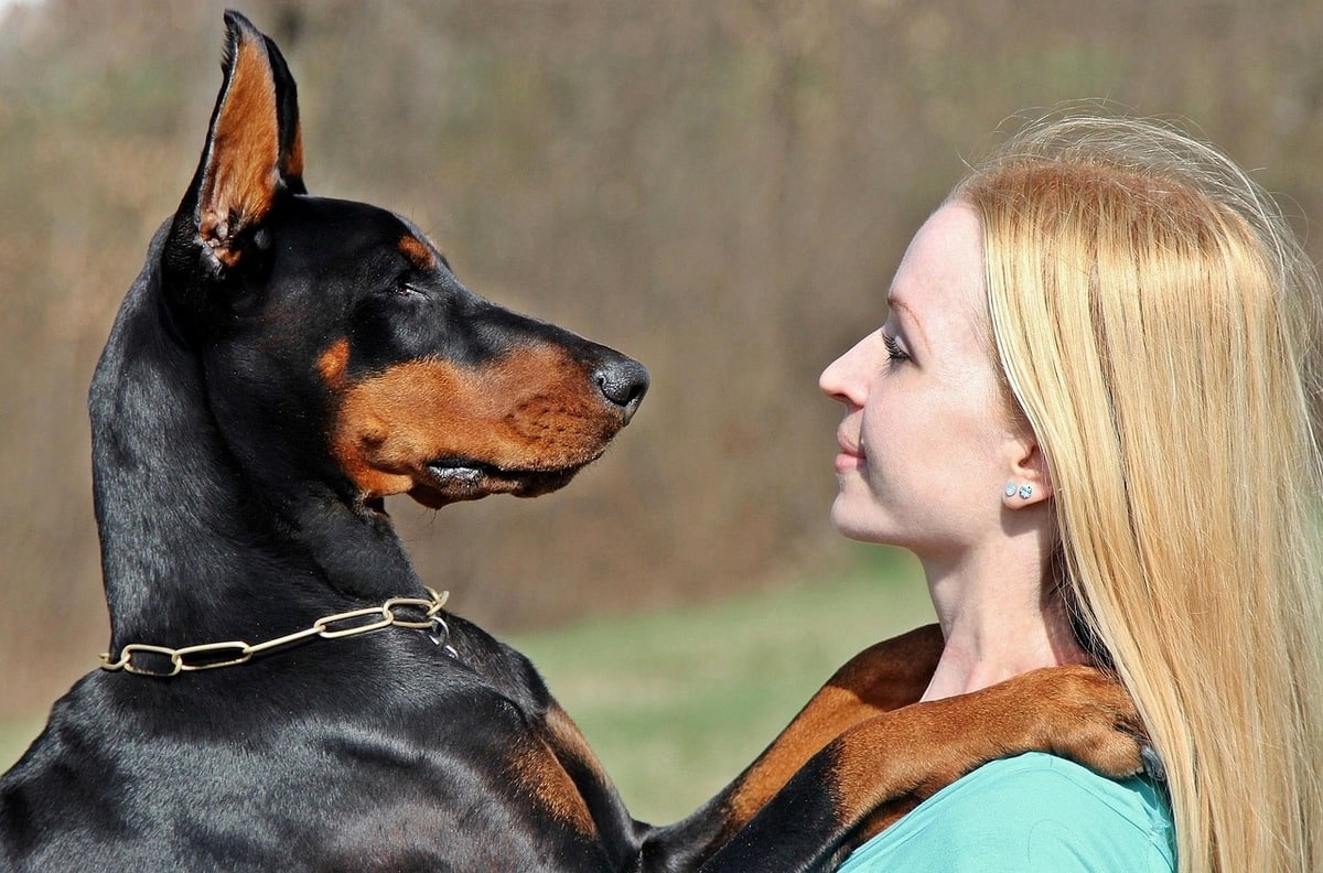 13 Striking Dog Breeds That Are Born To Impress 13 Striking Dog Breeds That Are Born To Impress