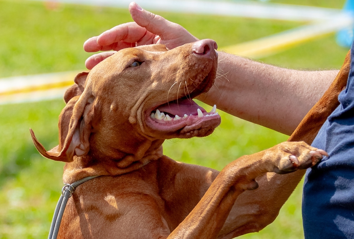 13 Ultimate Dog Breeds For Emotional Support 13 Ultimate Dog Breeds For Emotional Support
