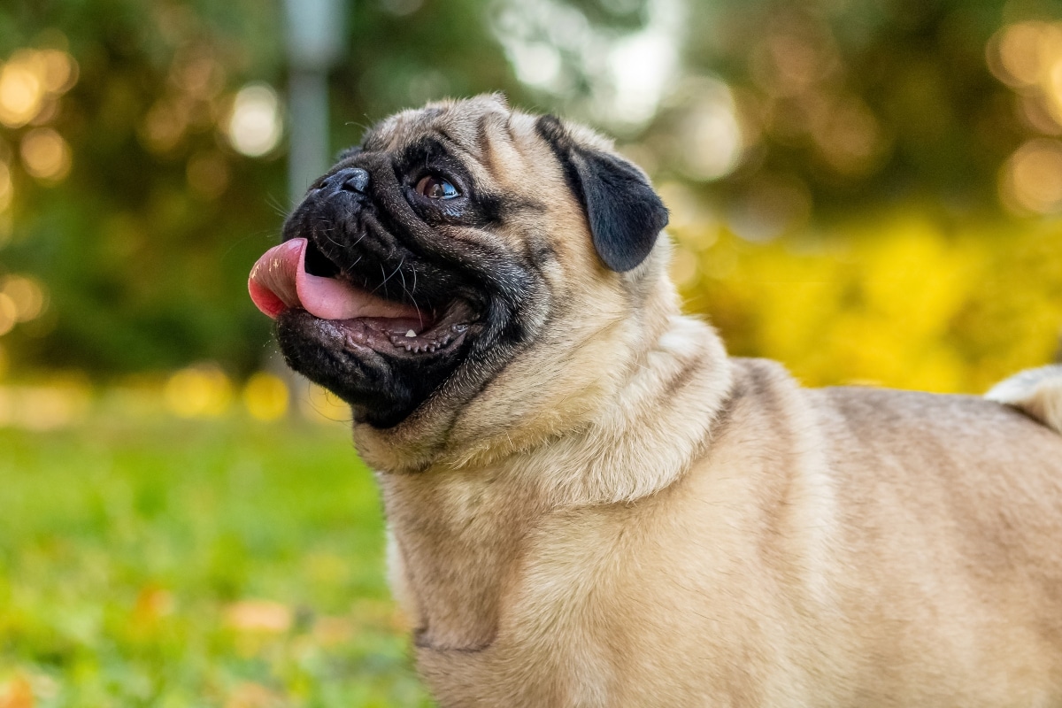 13 Ultimate Dog Breeds for New Pet Parents 13 Ultimate Dog Breeds for New Pet Parents