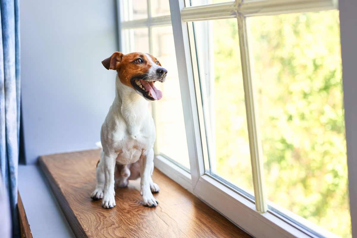 13 Ways Dogs Remember Their Favorite People
