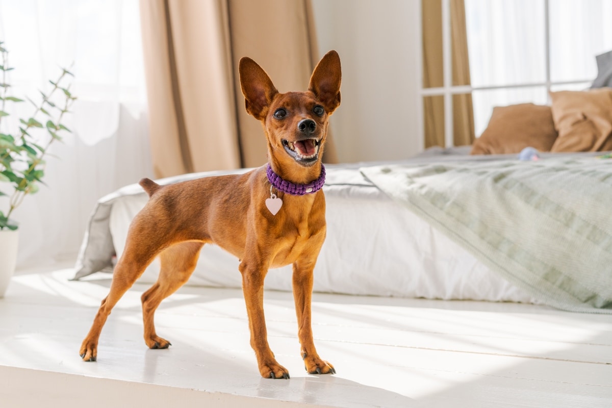 13 Ways Dogs Respond to Being Left Alone 13 Ways Dogs Respond to Being Left Alone