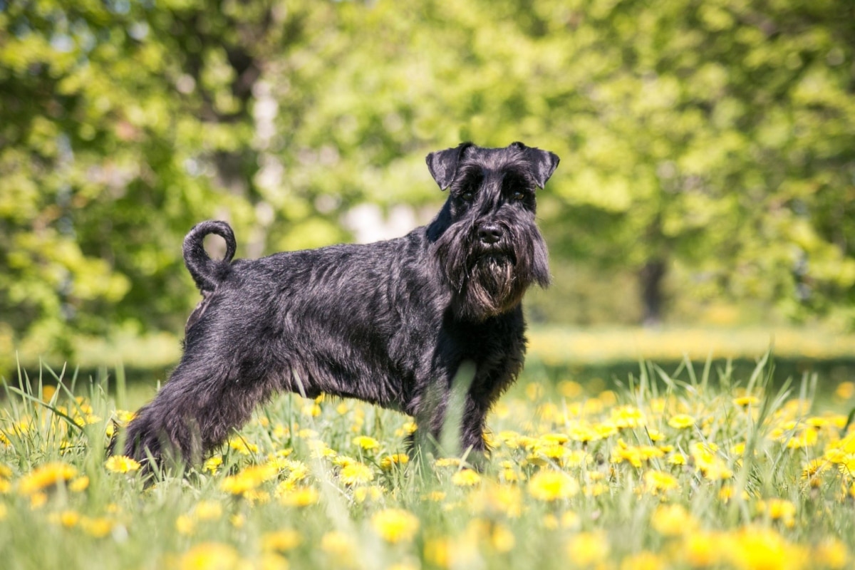 13 Witty Dog Breeds That Outsmart Their Owners 13 Witty Dog Breeds That Outsmart Their Owners