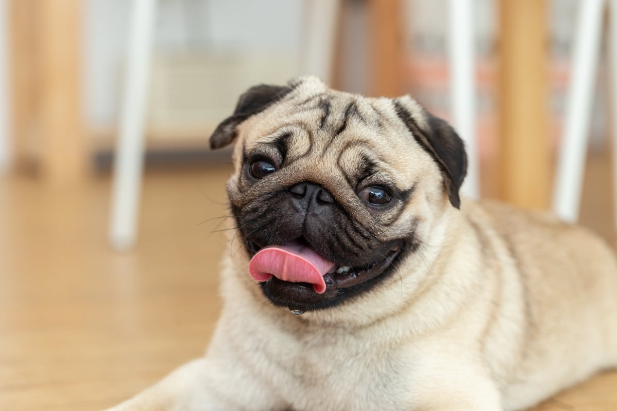 15 Adoring Dog Breeds That Just Want You 15 Adoring Dog Breeds That Just Want You