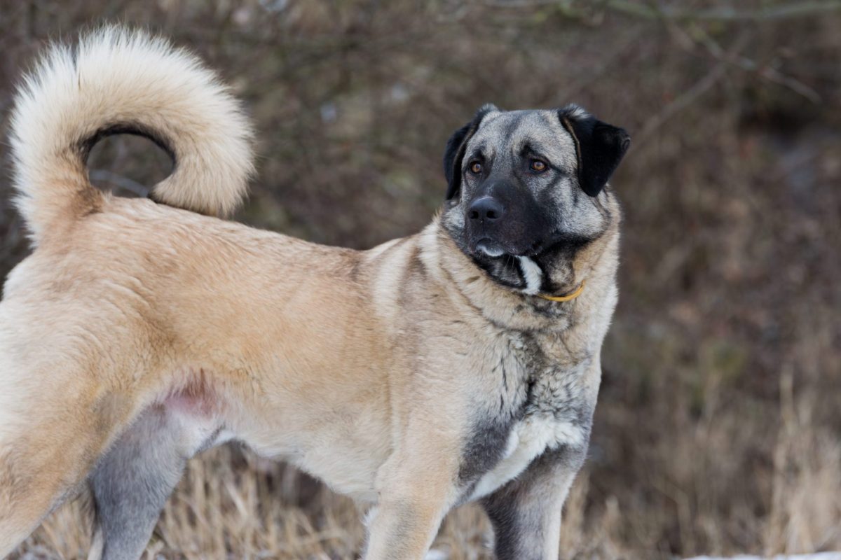15 Bold Dog Breeds That Take Charge Fast 15 Bold Dog Breeds That Take Charge Fast