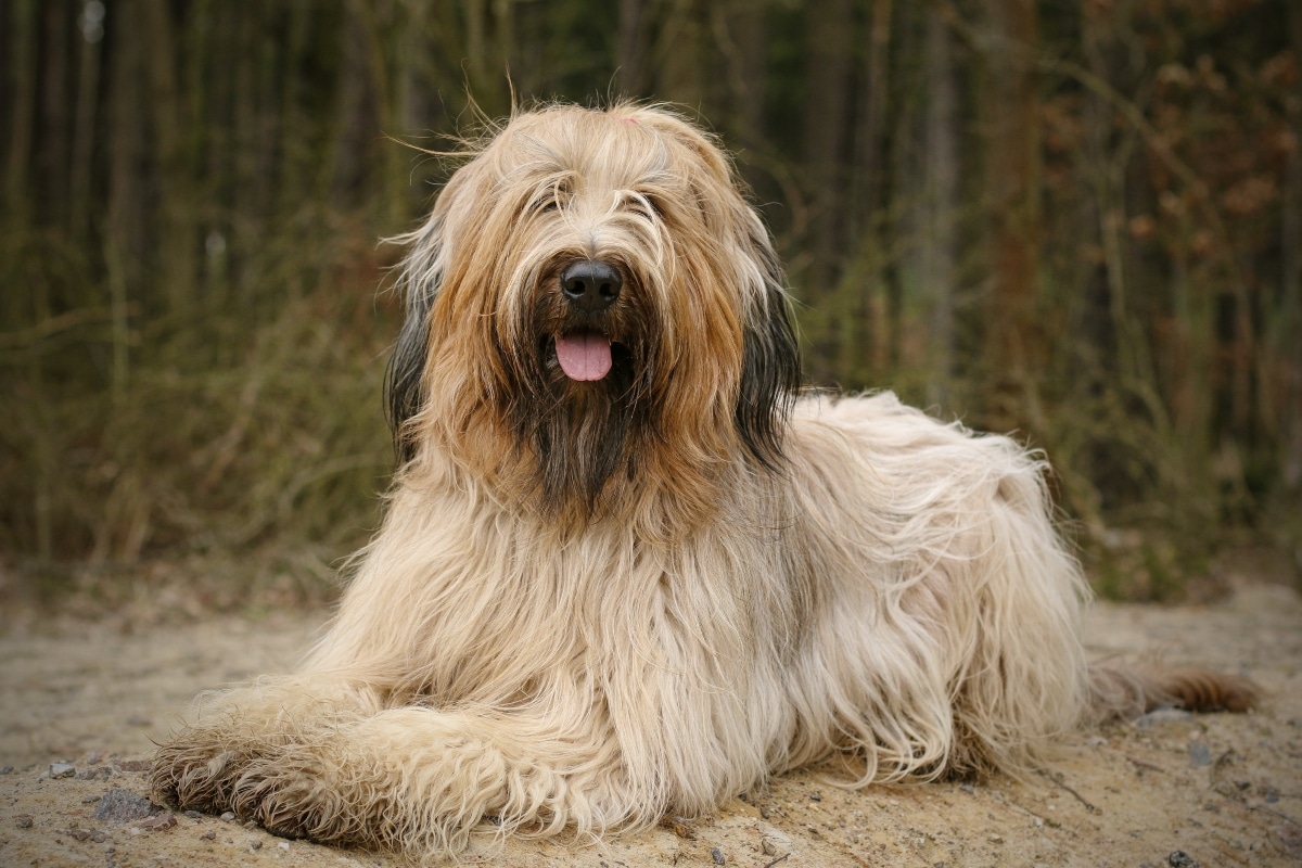15 Brainy Dog Breeds That Actually Enjoy Having A Job 15 Brainy Dog Breeds That Actually Enjoy Having A Job