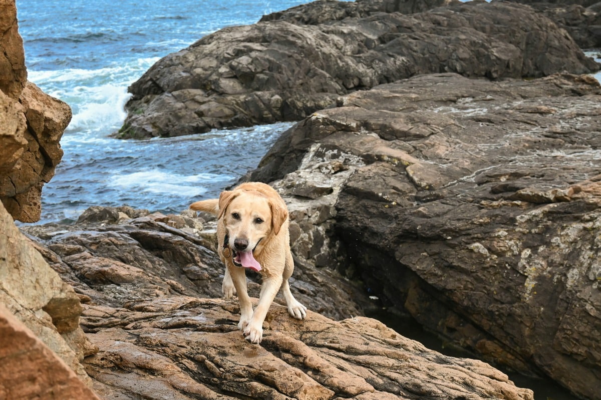 15 Brilliant Dog Breeds That Master Commands Instantly 15 Brilliant Dog Breeds That Master Commands Instantly