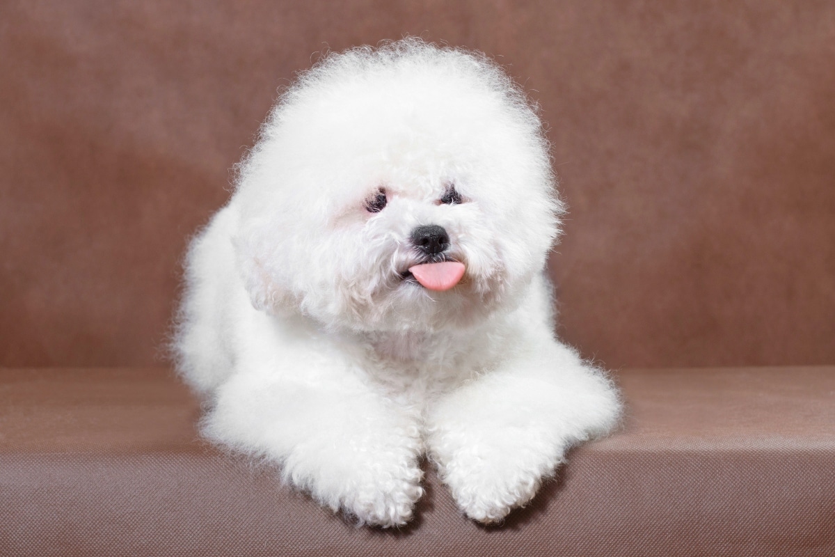 15 Calm Dog Breeds For Peaceful People 15 Calm Dog Breeds For Peaceful People