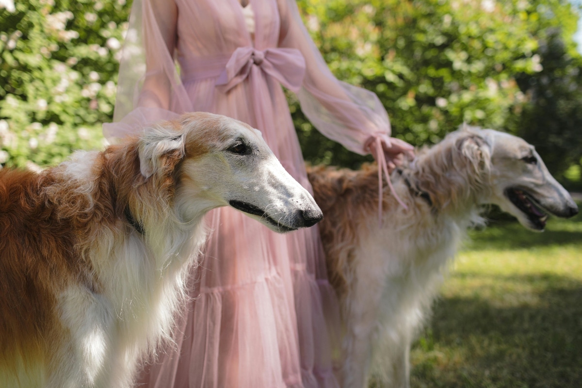 15 Calm Dog Breeds That Bring Serenity Into Your Life 15 Calm Dog Breeds That Bring Serenity Into Your Life