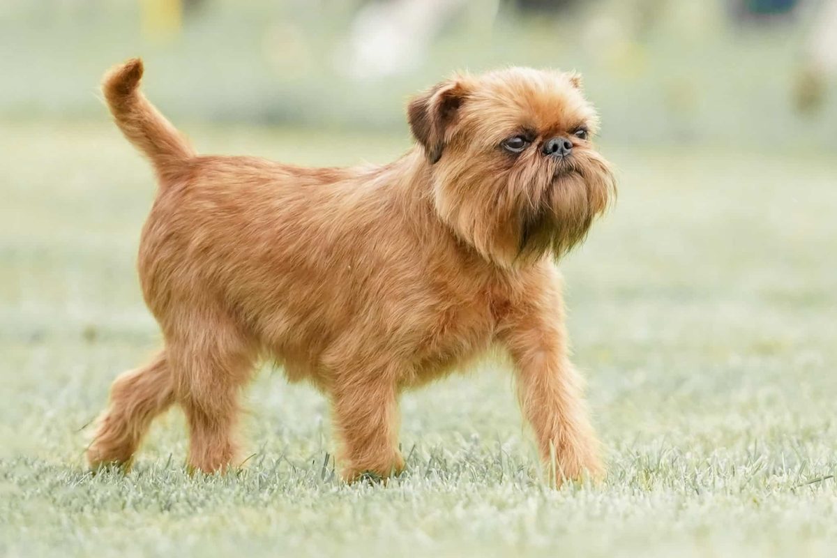 15 Cozy Dog Breeds That Make Rainy Days Feel Warmer 15 Cozy Dog Breeds That Make Rainy Days Feel Warmer