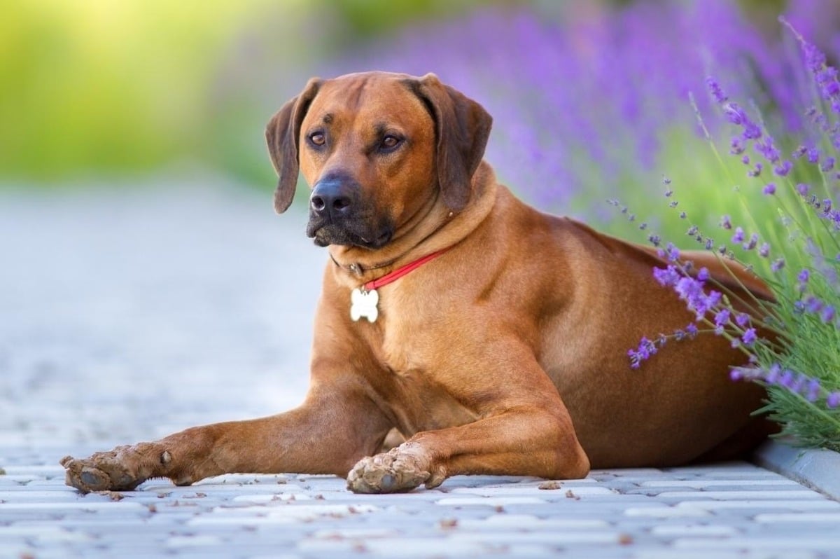 15 Daring Dog Breeds That Leap Before They Look 15 Daring Dog Breeds That Leap Before They Look