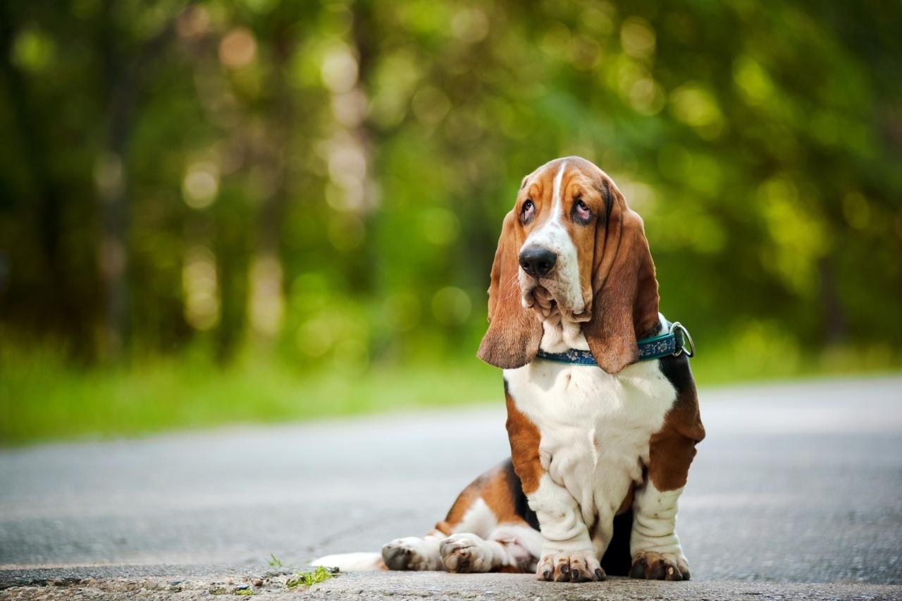 15 Dog Breeds That Were The First to Star in Color Television Commercials 15 Dog Breeds That Were The First to Star in Color Television Commercials