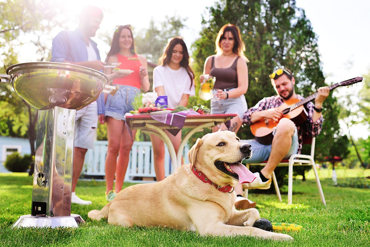 15 Easygoing Dog Breeds That Make the Chillest Companions 15 Easygoing Dog Breeds That Make the Chillest Companions