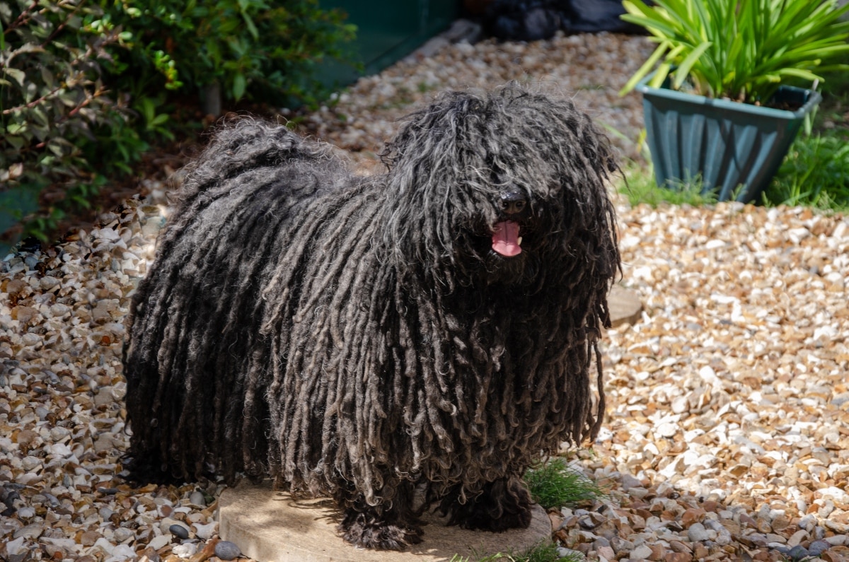 15 Enchanting Dog Breeds That Feel Like Magic 15 Enchanting Dog Breeds That Feel Like Magic