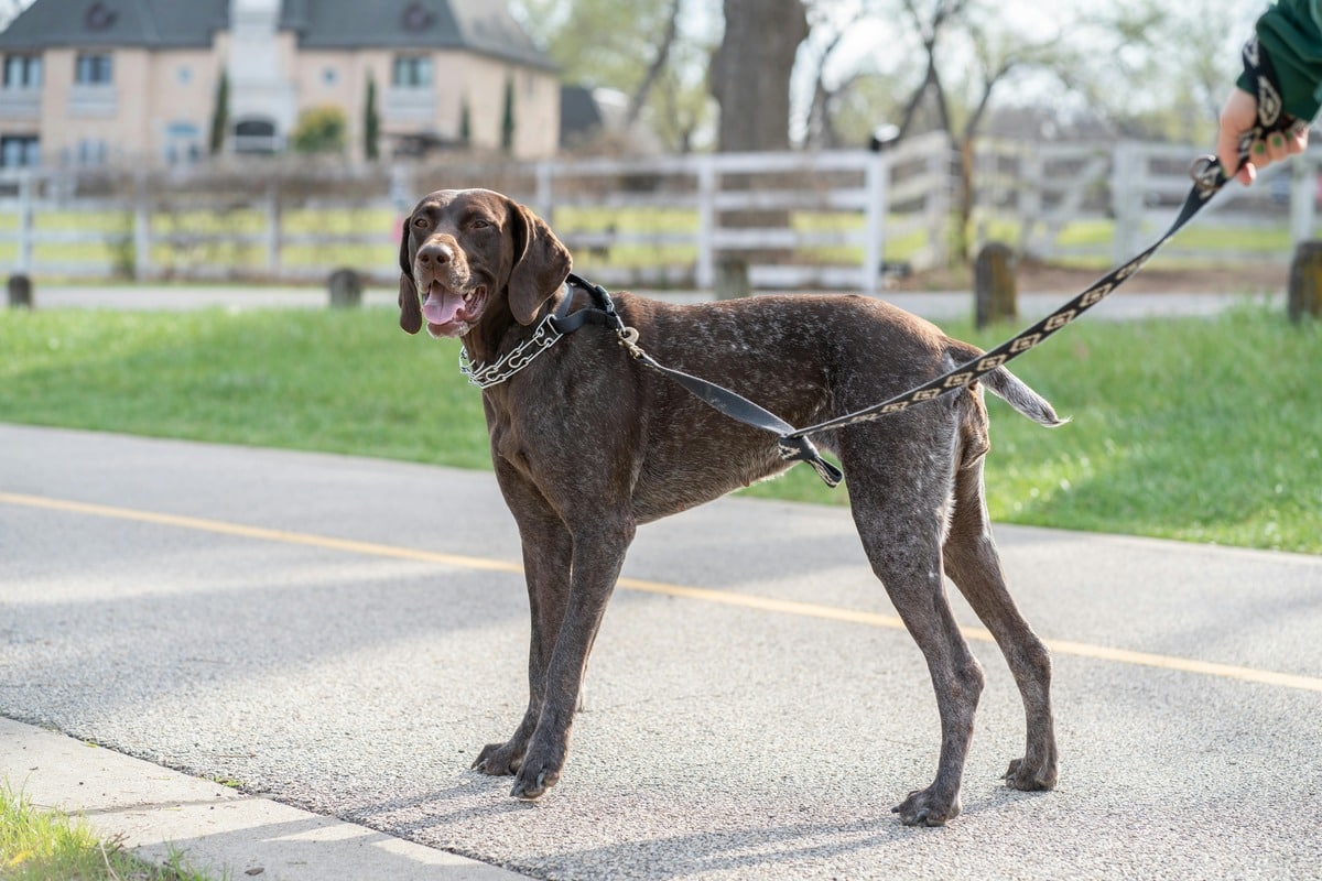 15 Energetic Dog Breeds That Will Keep You Moving 15 Energetic Dog Breeds That Will Keep You Moving
