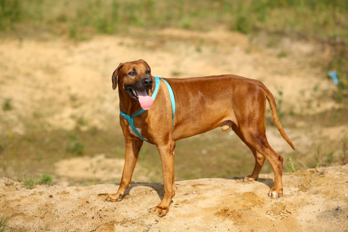 15 Energetic Dog Breeds for Active Owners 15 Energetic Dog Breeds for Active Owners