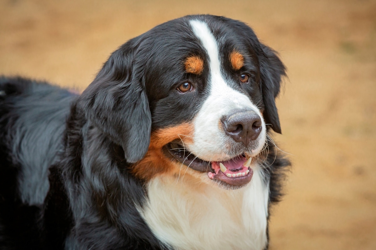 15 Friendly Dog Breeds That Welcome Everyone 15 Friendly Dog Breeds That Welcome Everyone