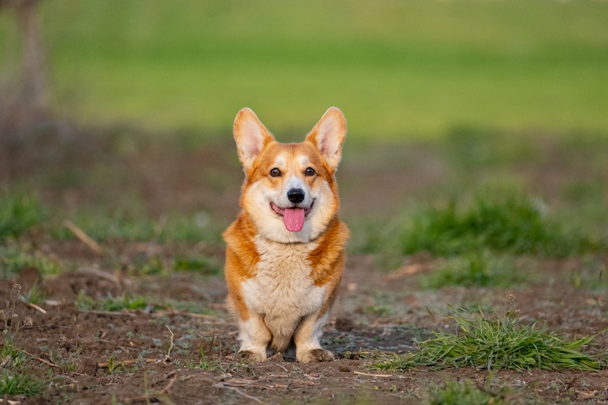 15 Happy Dog Breeds That Always Smile 15 Happy Dog Breeds That Always Smile