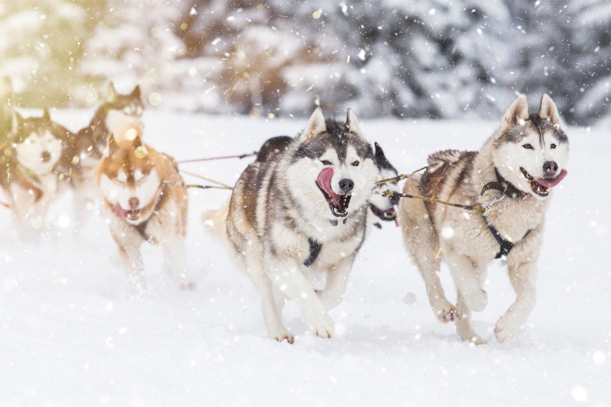 15 Hardy Dog Breeds That Are Built for Cold Weather Fun 15 Hardy Dog Breeds That Are Built for Cold Weather Fun