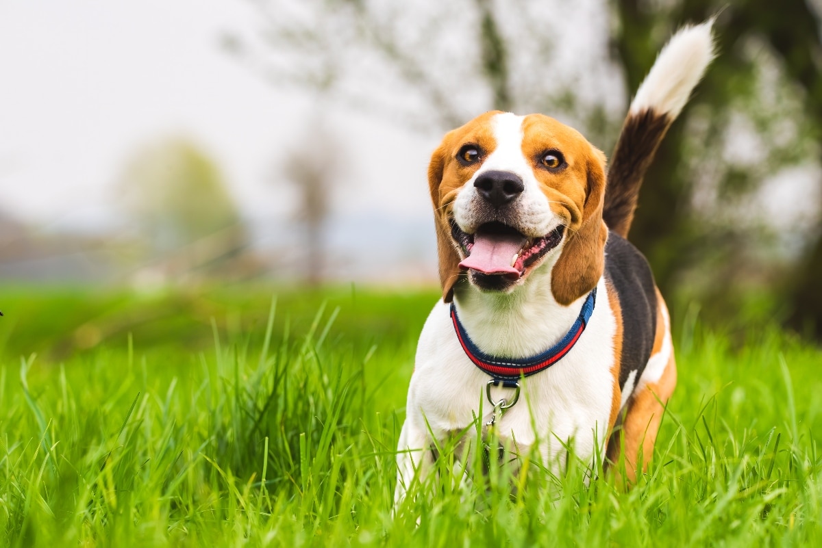 15 Joyful Dog Breeds That Radiate Pure Happiness 15 Joyful Dog Breeds That Radiate Pure Happiness