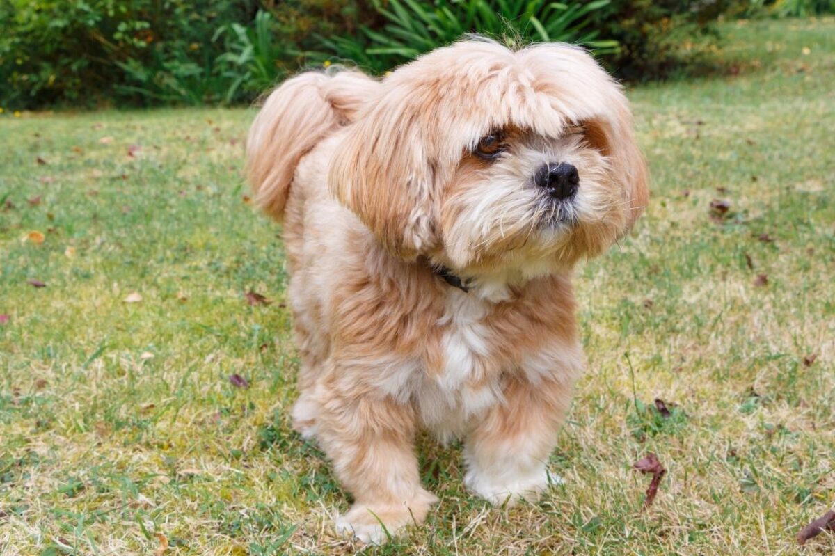 15 Lap-Loving Dog Breeds That Never Outgrow Cuddles 15 Lap-Loving Dog Breeds That Never Outgrow Cuddles