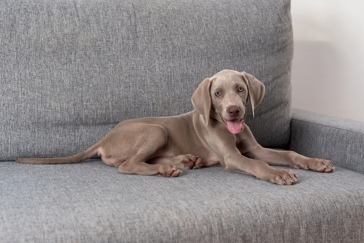 15 Lively Dog Breeds That Fill Homes With Energy 15 Lively Dog Breeds That Fill Homes With Energy